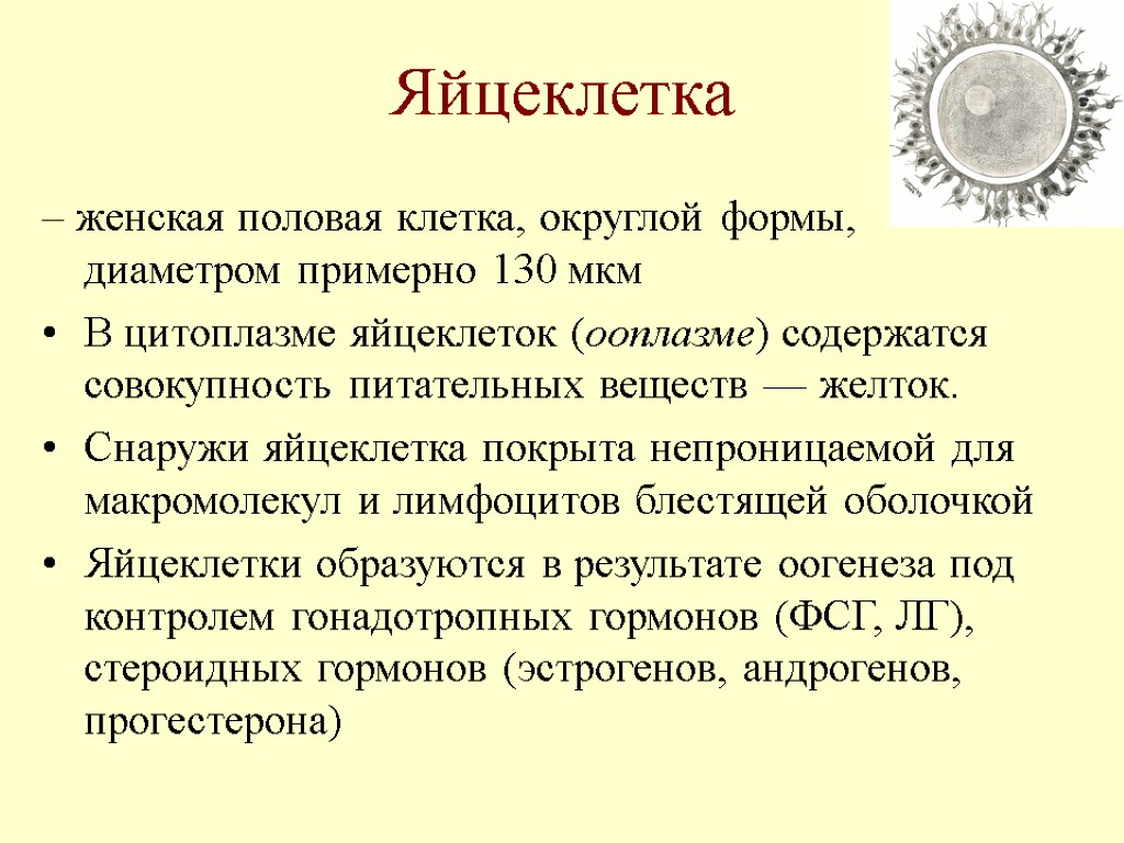 Яйцеклетка – женская половая клетка, округлой формы, диаметром примерно 130 мкм В цитоплазме яйцеклеток